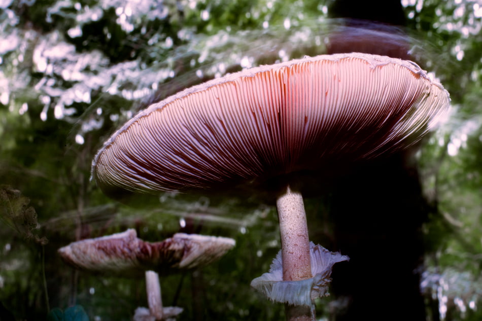 tips paddenstoelen fotograferen fotocursus westland